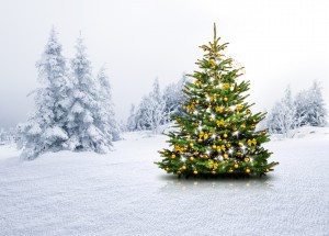 Christbaum im Schnee